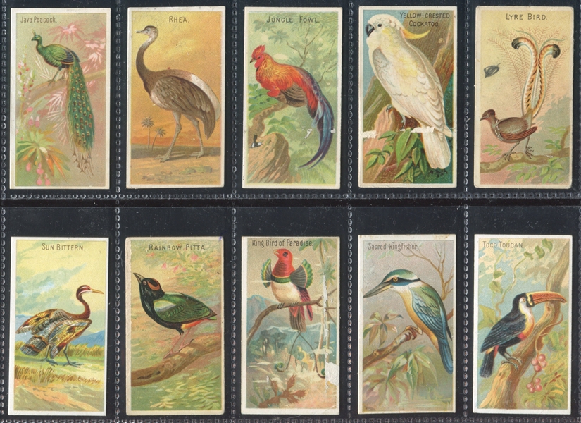 N5 Allen & Ginter Birds of the Tropics Lot of (37) Cards