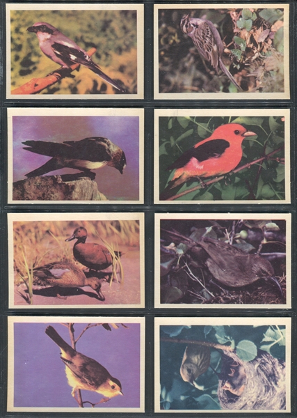 R724-2 Oak Premiere Birds Complete Set of (42) Cards