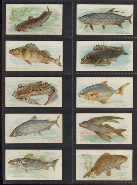 N8 Allen & Ginter Fish From American Waters Lot of (28) Cards