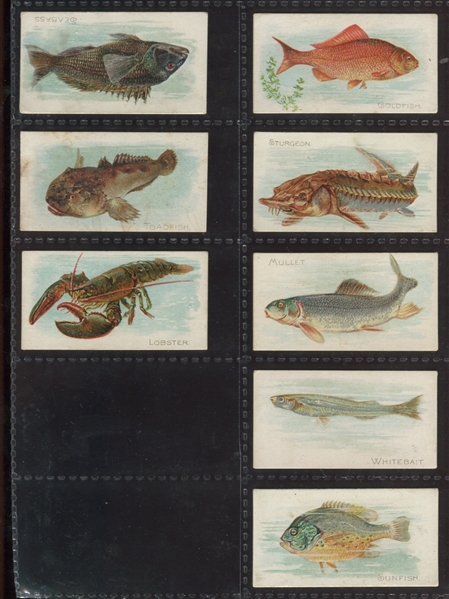 N8 Allen & Ginter Fish From American Waters Lot of (28) Cards