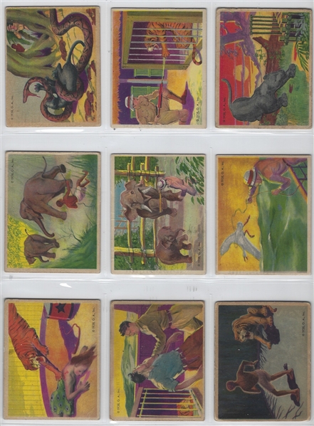R55 Gumakers Frank Buck Complete Set of (48) Cards