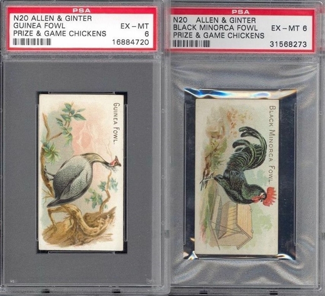 N20 Allen & Ginter Prize & Game Chickens Lot of (2) PSA6 EXMT Graded Cards