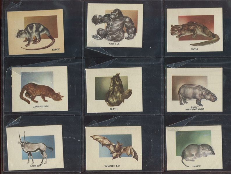 1951 Topps Animals of the World Complete Set of (100) Cards
