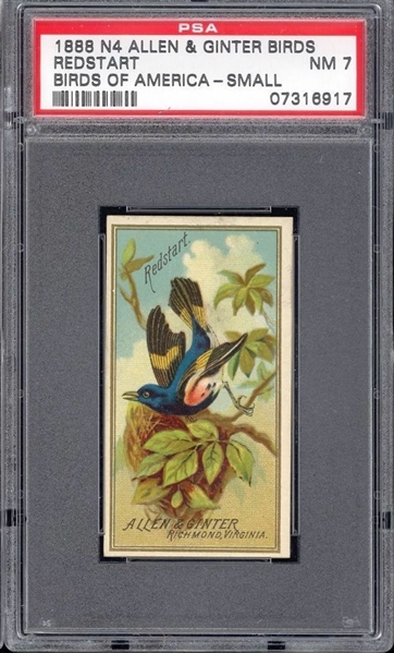 N4 Allen & Ginter Birds of America - Pair of PSA7 NM Graded Cards