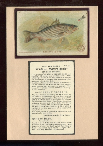 J15 Church & Dwight Fish Series Store Poster Striped Bass