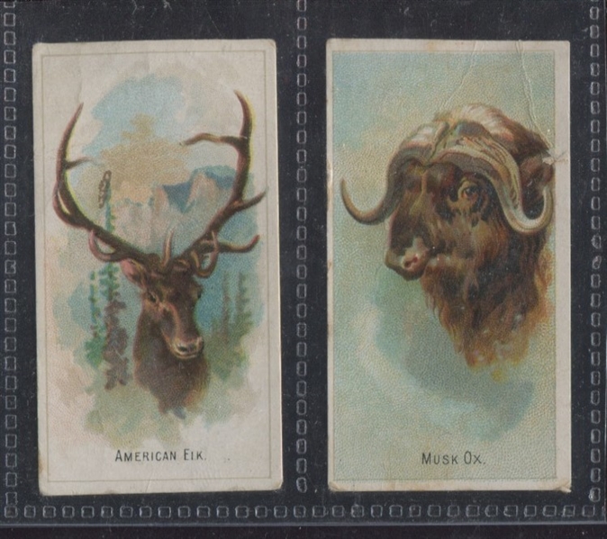 N-UNC Old Judge Wild Animals of the World (Like N25 A&G) Lot of (2) TOUGH Cards