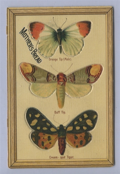 D-UNC Hauck-Hoerr Bakery Interesting Butterfly Card