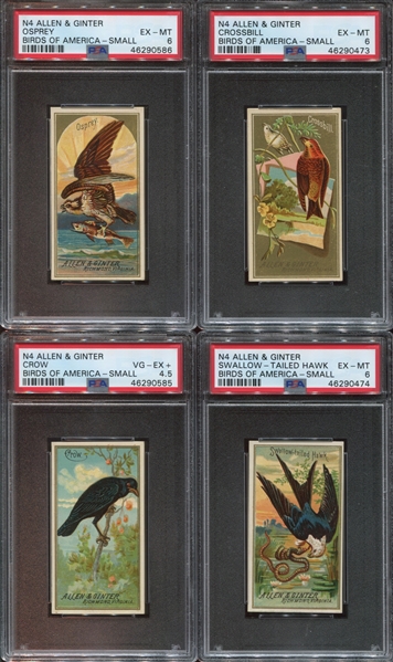 N4 Allen & Ginter Birds of America Lot of (4) PSA-Graded Cards