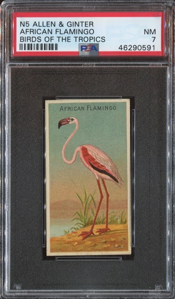 N5 Allen & Ginter Birds of the Tropics African Flamingo PSA7 NM