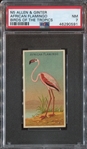 N5 Allen & Ginter Birds of the Tropics African Flamingo PSA7 NM