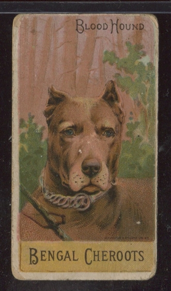 N375 Ellis Breeds of Dogs Type Card - Blood Hound