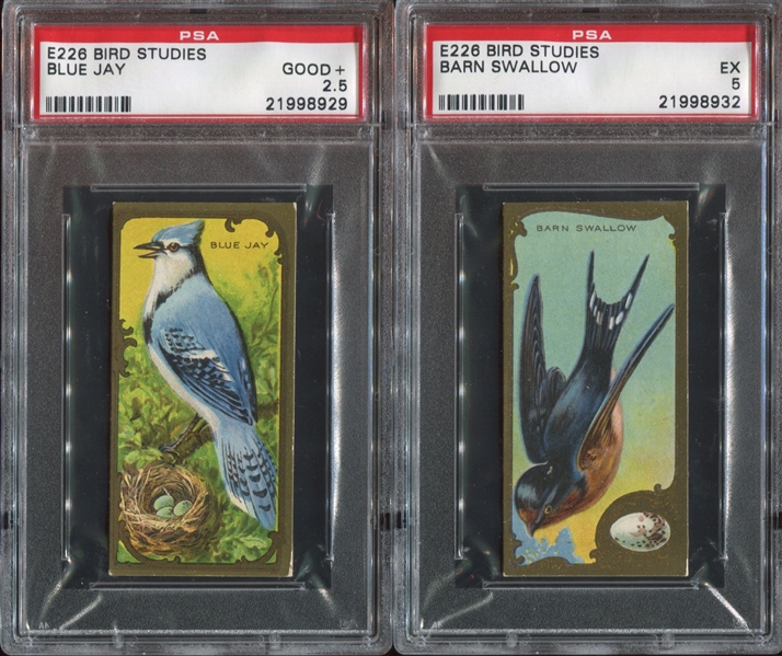 E226 Lowney's Chocolate Bird Studies Lot of (2) PSA-Graded Cards