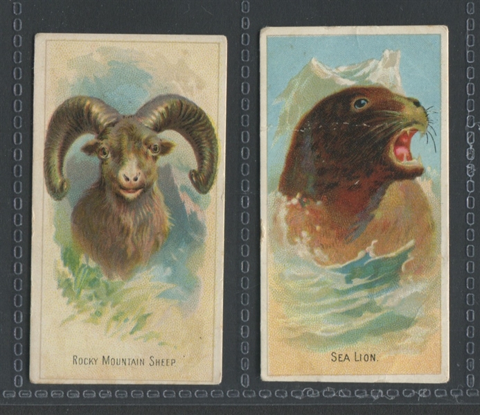 N-UNC Old Judge Cigarettes Wild Animals Lot of (2) Cards
