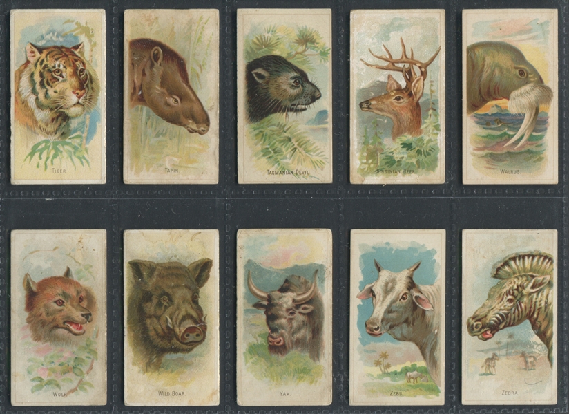 N25 Allen & Ginter Wild Animals of the World Near Set (48/50) Cards