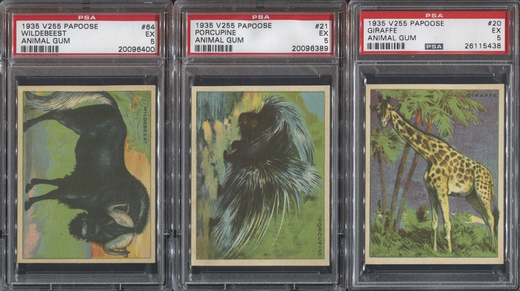 V255 Canadian Chewing Gum Papoose Animals Lot of (6) PSA5 EX Graded Cards