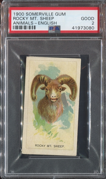 1900 Somerville Gum (Canada) Animals - Rocky Mountain Sheep - English Version PSA2 Good