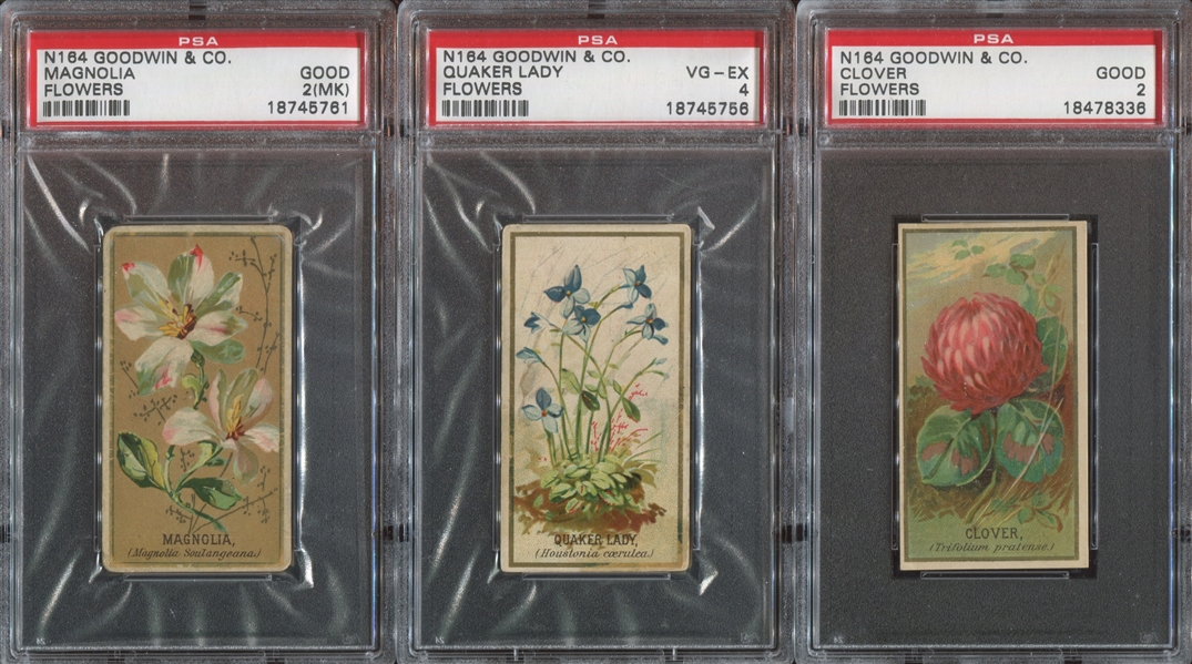 N164 Goodwin Tobacco Old Judge Flowers Lot of (6) Cards