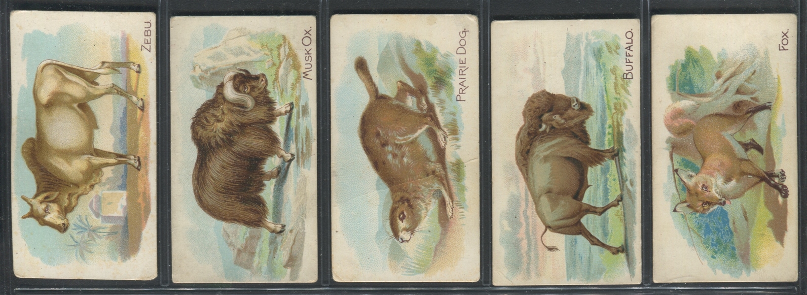 E28 Philadelphia Confections Zoo Cards (Quadrupeds) Lot of (20) Cards