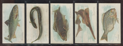 N8 Allen & Ginter Fish From American Waters Lot of (5) Cards