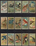 N4 Allen & Ginter Birds of America Lot of (15) Cards