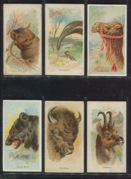 N25 Allen & Ginter Wild Animals Lot of (21) Cards