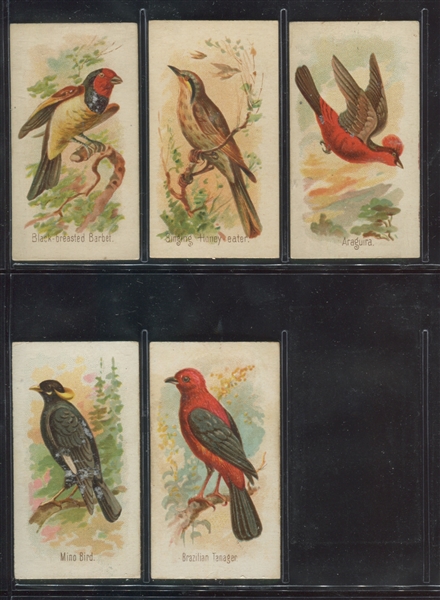 N23 Allen & Ginter Song Birds Lot of (20) Cards
