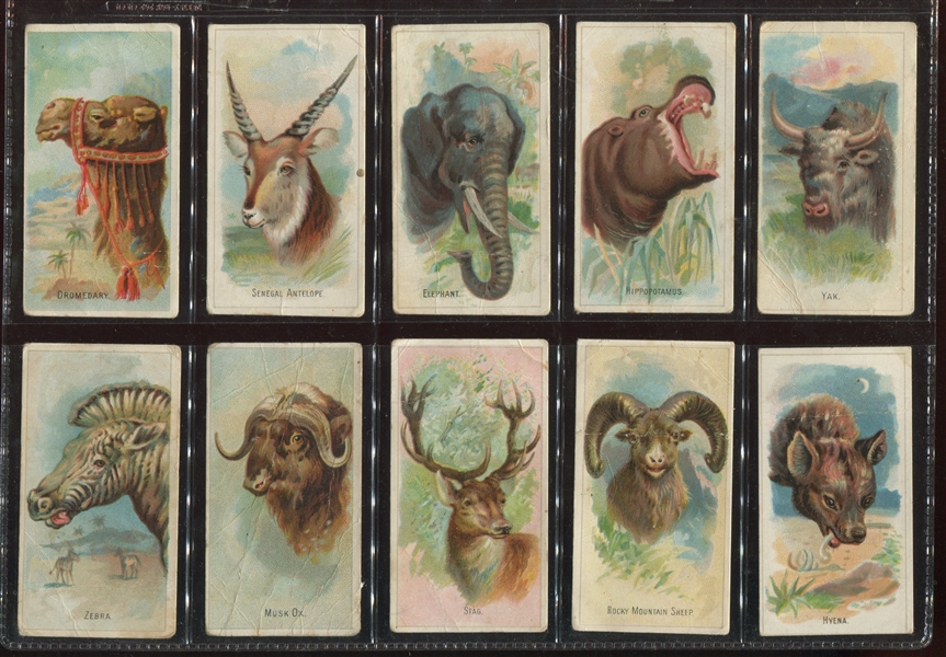 N-UNC Old Judge Wild Animals Lot of (10) Tough Cards