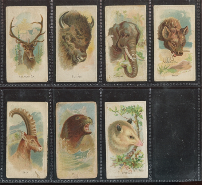 N25 Allen & Ginter Wild Animals of the World Lot of (7) Cards