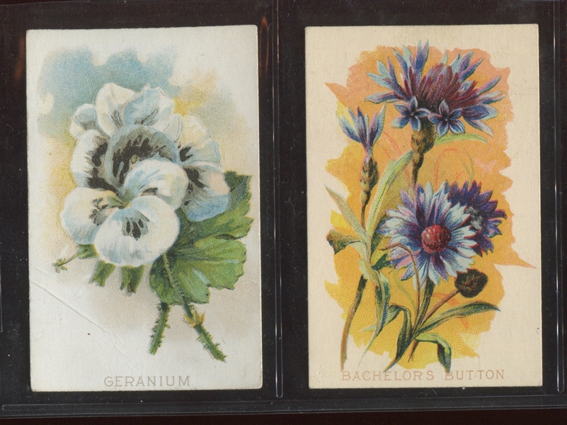 N569 Pilkington Fruits and Flowers Lot of (3) Cards