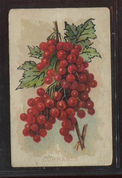 N569 Pilkington Fruits and Flowers Lot of (3) Cards