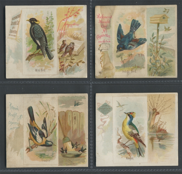 N42 Allen & Ginter Song Birds Lot of (12) Cards