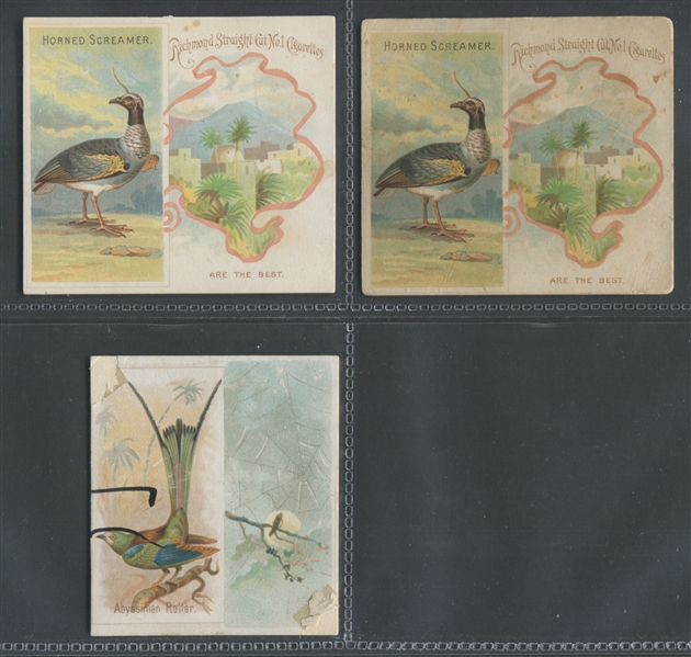 N38 Allen & Ginter Birds of the Tropics Lot of (15) Cards
