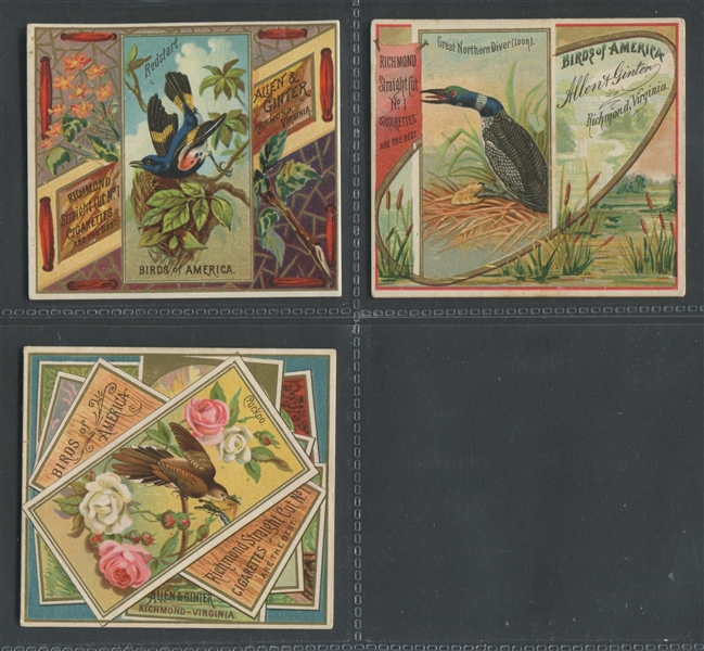 N37 Allen & Ginter Birds of America Lot of (7) Cards