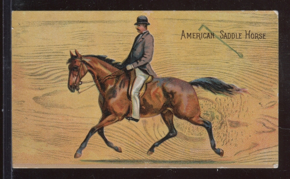 K-UNC Lion Coffee Horses (Like N101 Duke Horses) Type Card American Saddle Horse