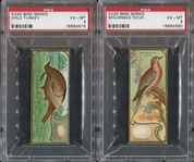 E225 Sen-Sen Chiclets Accurate Bird Studies Lot of (2) PSA6 EX-MT Cards