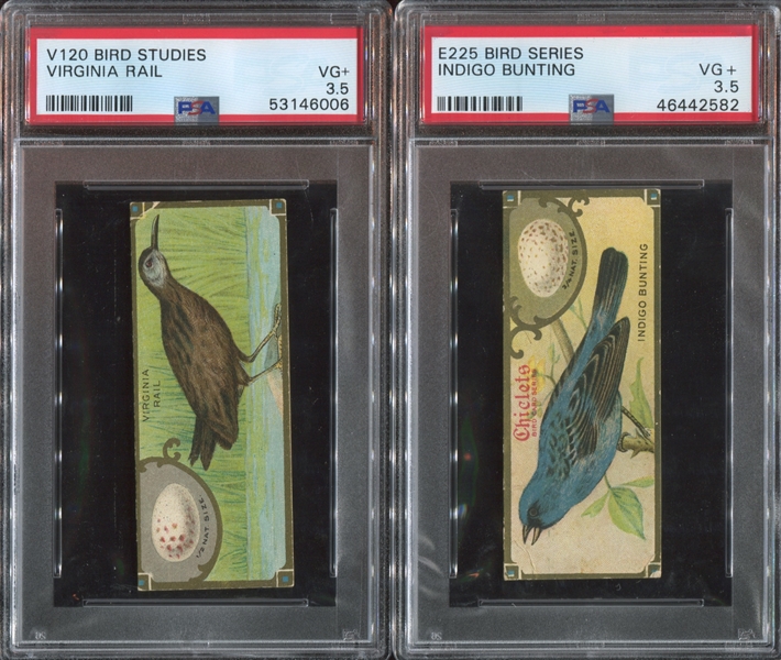 E225 Sen-Sen Chiclets Accurate Bird Studies PSA-Graded Lot of (15) Cards