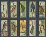 E225 Sen-Sen Chiclets Accurate Bird Studies Lot of (11) Cards