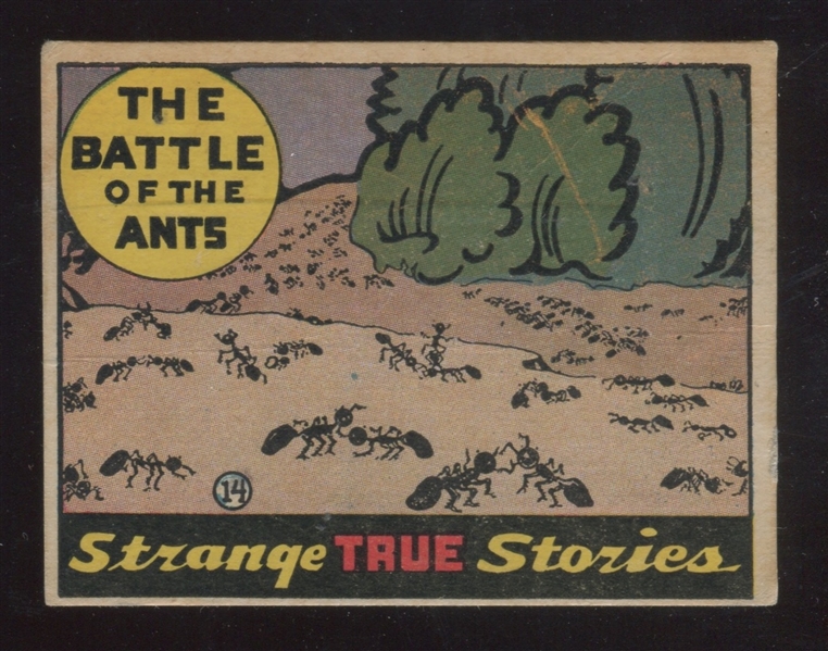 R144 Wolverine Gum Strange True Stories #14 The Battle of the Ants Type Card