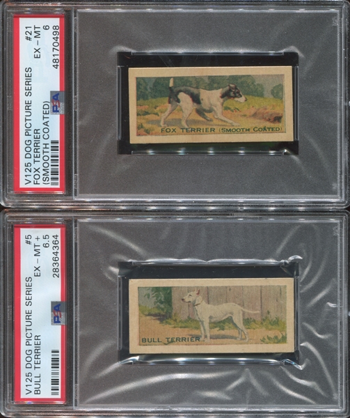 V125 Robertson Brothers Dog Pictures Lot of (2) PSA-Graded Cards