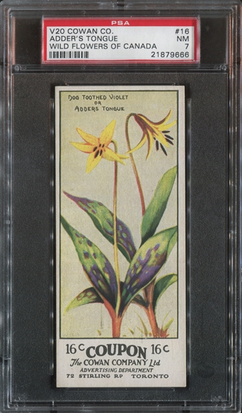 V20 Cowan's Chocolate Wild Flowers of Canada #16 Adder's Tongue PSA7 NM