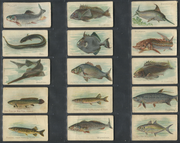 T58 Fish Series Lot of (40) Mixed Back Cards