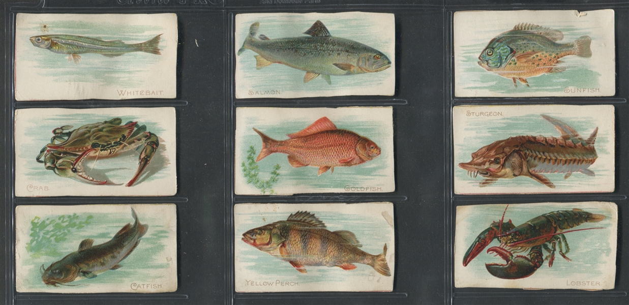 T58-Like Fish Series Blank Backed Cards Lot of (54)