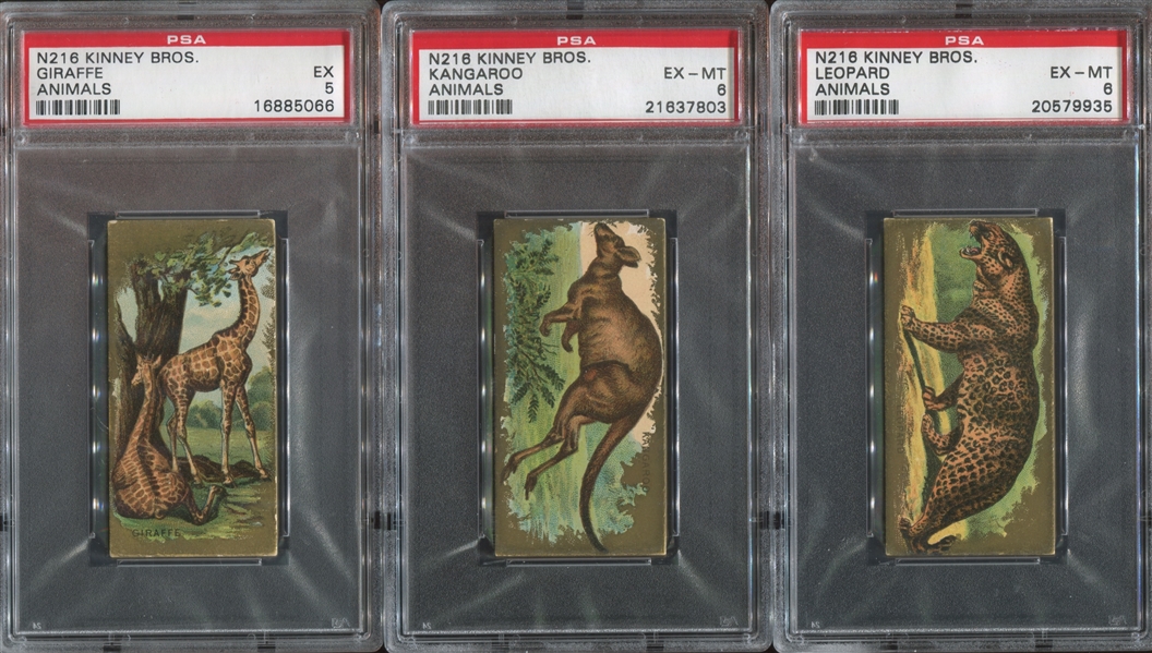 N216 Kinney Cigarettes Animals Lot of (3) PSA-Graded Cards
