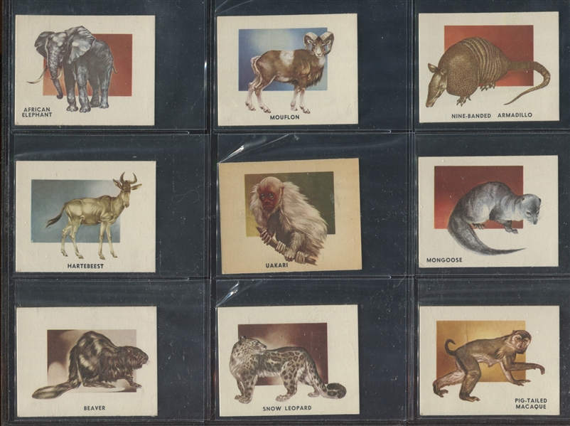 1951 Topps Animals of the World Complete Set of (100) Cards