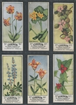 V20 Cowan Education Pictures Flowers Lot of (6) Cards