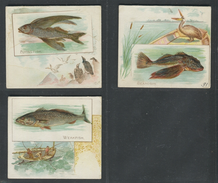 N39 Allen & Ginter Fish From American Waters Lot of (11) Cards