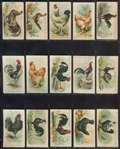 E31 Philadelphia Confections Zoo Cards (Chickens) Complete Set of (50) Cards