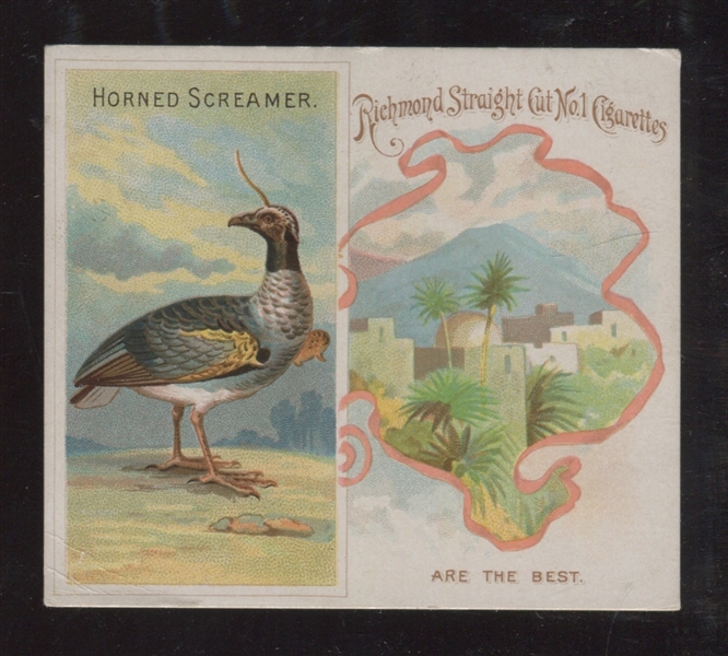 N38 Allen & Ginter Birds of the Tropics Horned Screamer