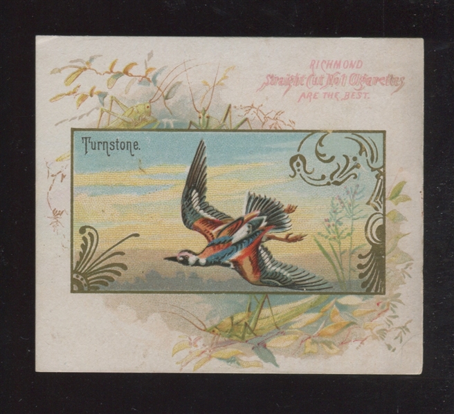 N40 Allen & Ginter Game Birds Turnstone