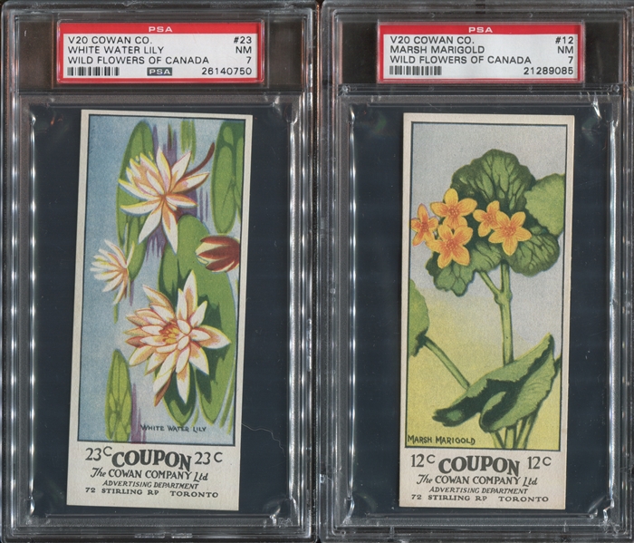 V20 Cowan's Wild Flowers Lot of (2) PSA7 NM-Graded Cards
